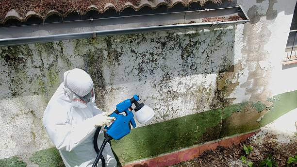 Trusted Black Mold Removal service in Catharpin, VA - Cheap Mold Removal